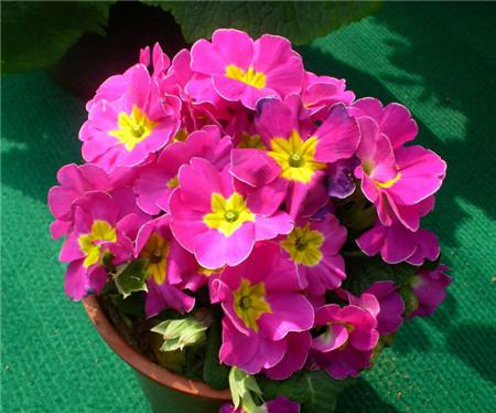 報春花開花圖片欣賞