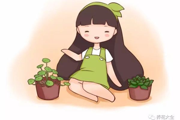 怎么折騰都不會(huì)死的花，你不來(lái)一盆
