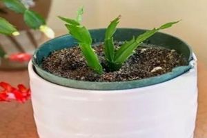 這5種花現(xiàn)在不扦插，明年也開不了花！