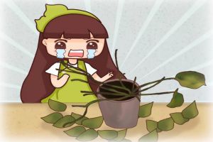 綠蘿禿的只剩梗？學(xué)會這一招，起死回生再爆10盆！