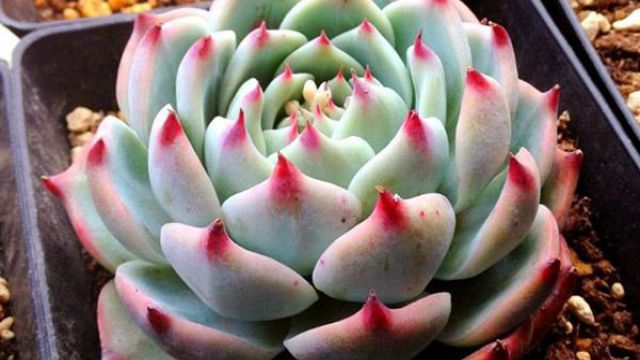 花月夜，月光女神，吉娃娃如何區(qū)分