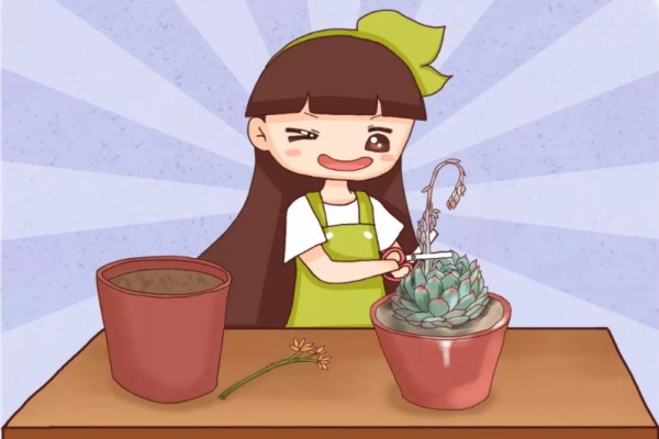 掐掉的多肉花劍，千萬別扔，插土里100%活！