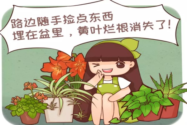 路邊撿點小東西，養(yǎng)花不爛根，噌噌開爆盆！