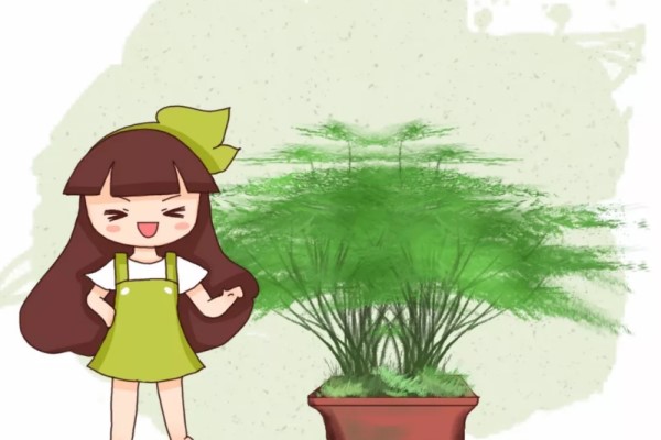 60歲的老花農(nóng)這樣養(yǎng)文竹，不僅年年開花，還結(jié)滿了種子！