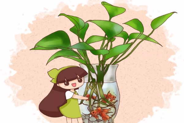 水培瓶里放條魚，根肥葉綠不招蟲！