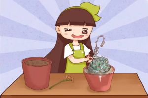 掐掉的多肉花劍，千萬別扔，插土里100%活！