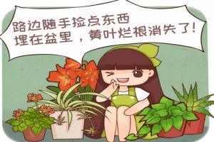 路邊撿點(diǎn)小東西，養(yǎng)花不爛根，噌噌開爆盆！