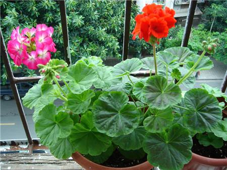 天竺葵什么時(shí)候開(kāi)花