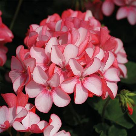 天竺葵開(kāi)花的相關(guān)因素