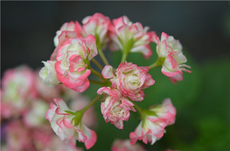 天竺葵開(kāi)花圖片欣賞