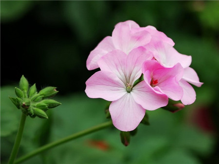 天竺葵開(kāi)花圖片欣賞