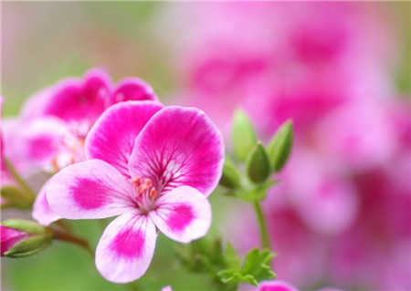 天竺葵開(kāi)花圖片欣賞