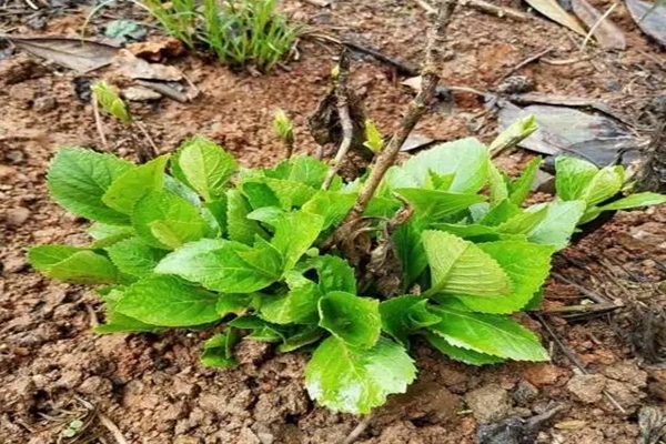 室內(nèi)繡球這么養(yǎng)，剪個枝種十盆，一分錢不花！