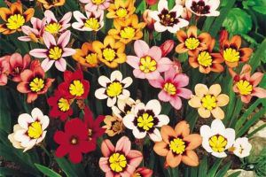 會(huì)開煙花，能結(jié)臘腸的花，這輩子見到一次就知足了