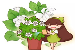 長壽茶花君子蘭…用了這一招，花朵開的像瀑布，美爆了！