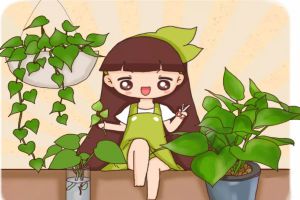 綠蘿梔子超級(jí)扦插大法，100%活！