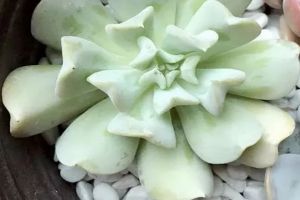 這6種多肉，傻子也能養(yǎng)爆盆，葉子肥成大球！