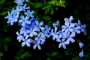 10種喜歡瘋長的花，3個(gè)月開滿陽臺(tái)