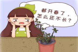 月季蘭花…輕輕掰一下，10天冒小芽，1個(gè)月就爆盆！