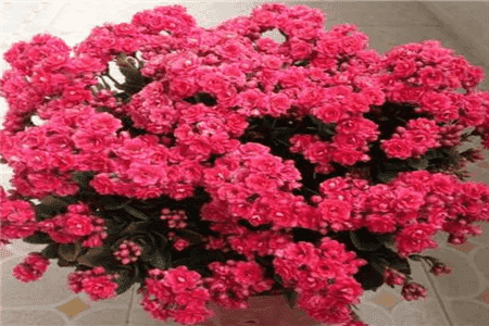 長(zhǎng)壽花