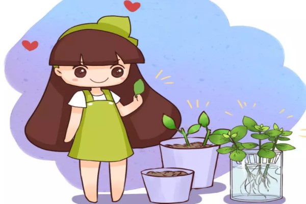 這15種花現(xiàn)在扦插，100%活！