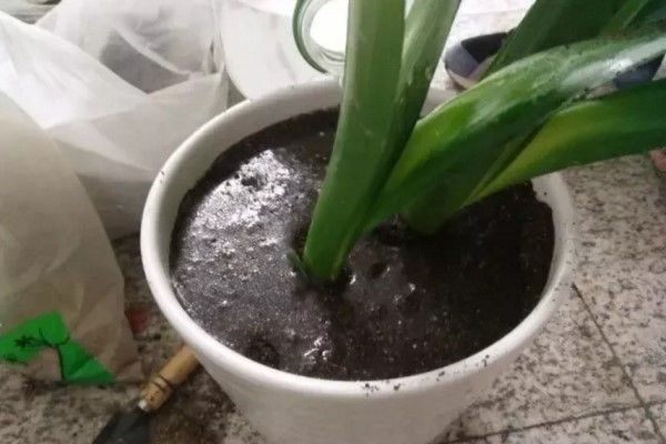 只需1招，君子蘭文竹…1盆變多盆，再也不用買花了！