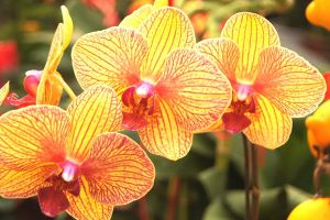 常見(jiàn)24種植物養(yǎng)護(hù)技巧，有了這個(gè)再也不怕養(yǎng)不活花