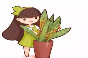 10年的虎皮蘭，年年開花結(jié)果，秘訣竟然這么簡單！