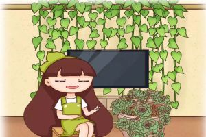 綠蘿竄上墻，多肉胖成球，梔子開(kāi)滿枝，服了！