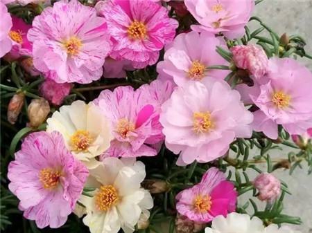 太陽(yáng)花