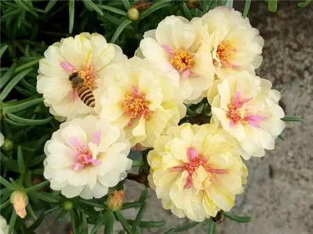 太陽(yáng)花