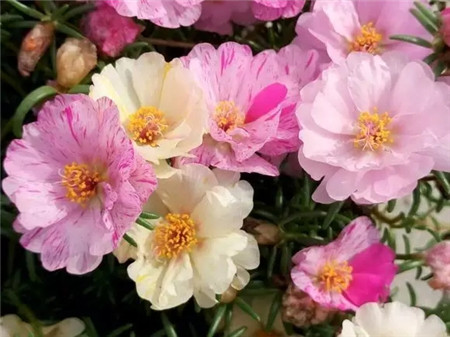 太陽(yáng)花