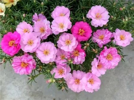 太陽(yáng)花