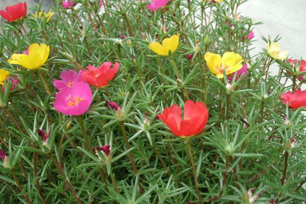 農(nóng)村最不起眼的花，沒(méi)人管就能美翻天