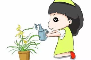 新手必看！養(yǎng)蘭花的4大禁忌，不知道就虧大了