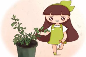 現(xiàn)在給花一掐一埋，1個(gè)枝開10朵，想不爆盆都難！