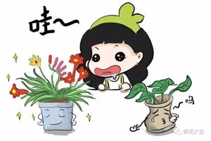 別只養(yǎng)綠蘿吊蘭，這些花美到天際，你不試試