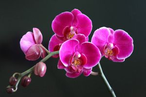這些花開花竟然開出了小貓、小兔子、小蝴蝶，太激萌了