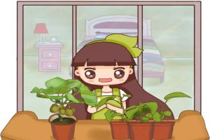 挖1勺種子丟盆里，7天養(yǎng)成小盆栽！
