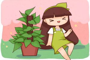 綠蘿拿繩子一綁，葉子長(zhǎng)成A4紙大，1個(gè)月爬滿墻！