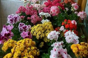 澆水前多1個(gè)小動(dòng)作，花再也不爛根，開花剎不住閘！