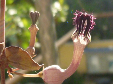 愛(ài)之蔓開(kāi)花用途