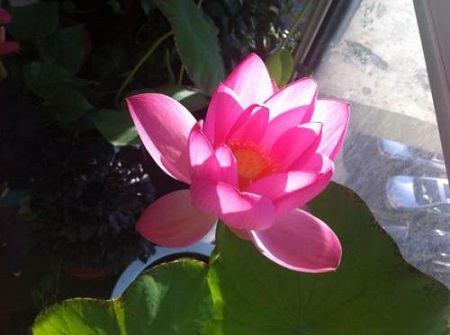 漂亮的碗蓮