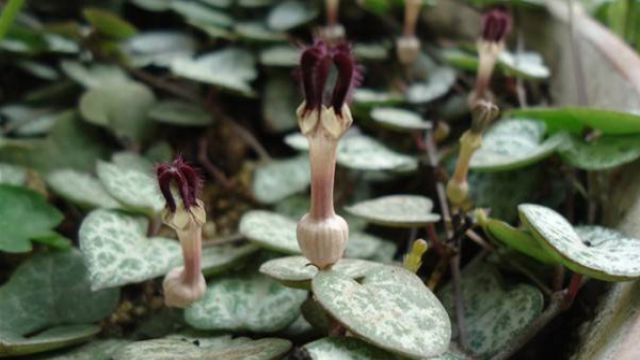 愛(ài)之蔓開(kāi)花嗎