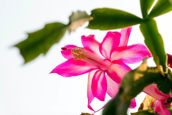 蟹爪蘭換盆后怎么養(yǎng)護