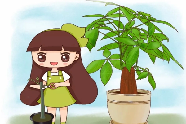 發(fā)財(cái)樹月季…剪1刀，新芽呼呼冒，葉子長(zhǎng)滿盆！