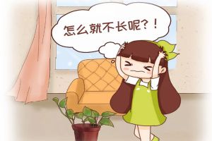 綠蘿君子蘭…長(zhǎng)太慢？學(xué)2招，蹭蹭爬上墻，葉子綠得冒油！