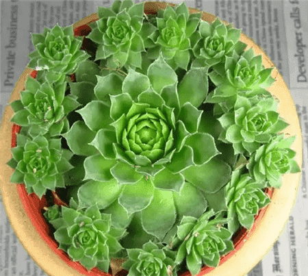 觀音蓮