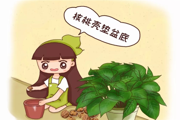 給花來個“人工呼吸”，葉子綠得像翡翠，養(yǎng)20年不爛根！