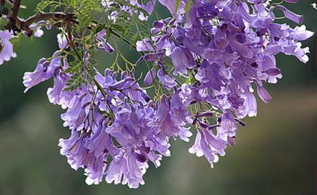 藍(lán)花楹花語